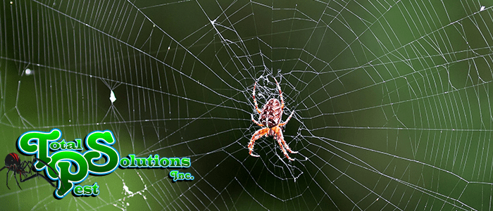 Spiders: Why Are They In My House? - Welcome to Total Pest Solutions Inc.