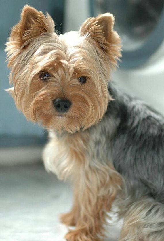 Yorkie Tear Stain Removal Guide Total Pooch