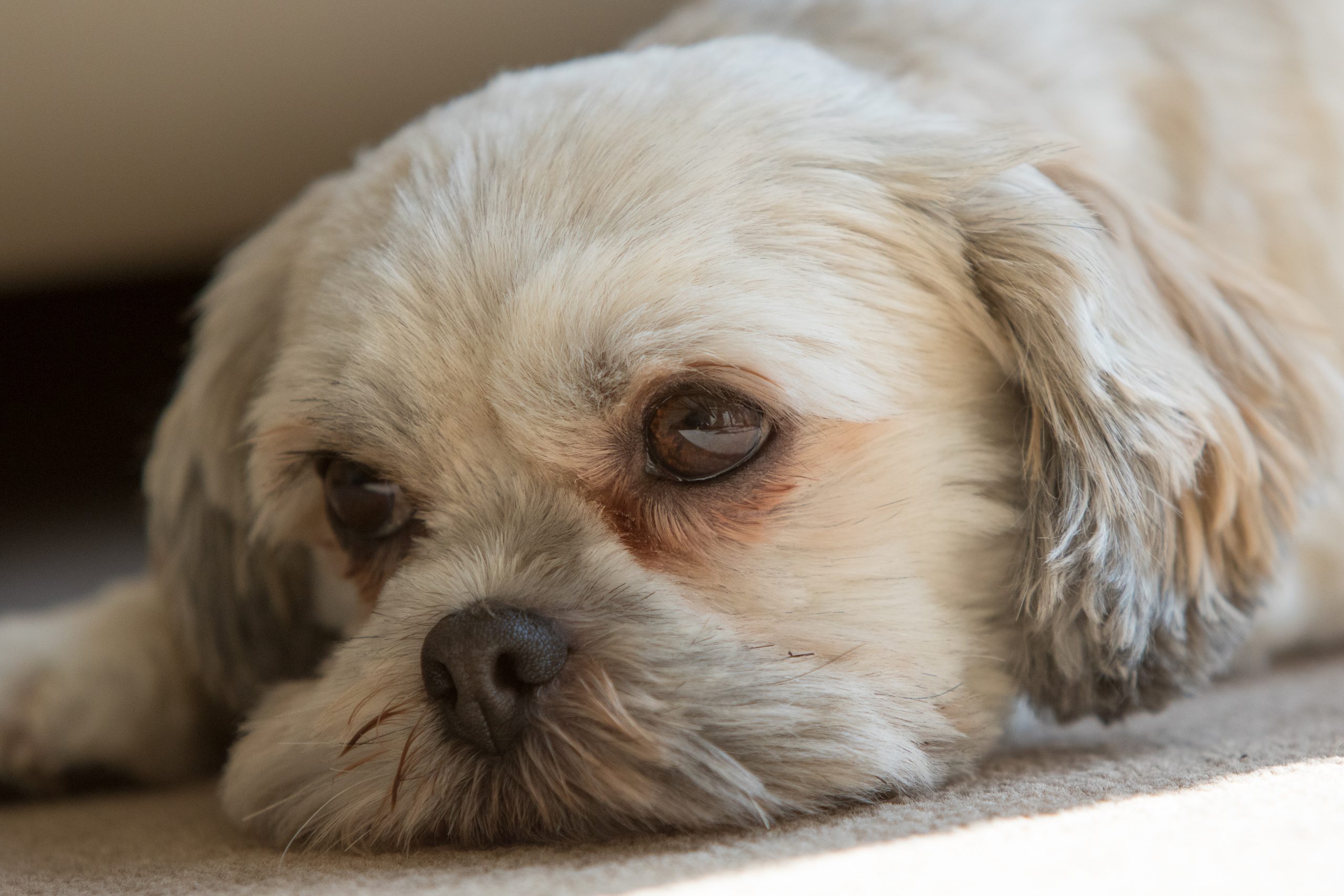 Epiphora in Dogs (Runny eyes), Causes and Treatments Total Pooch