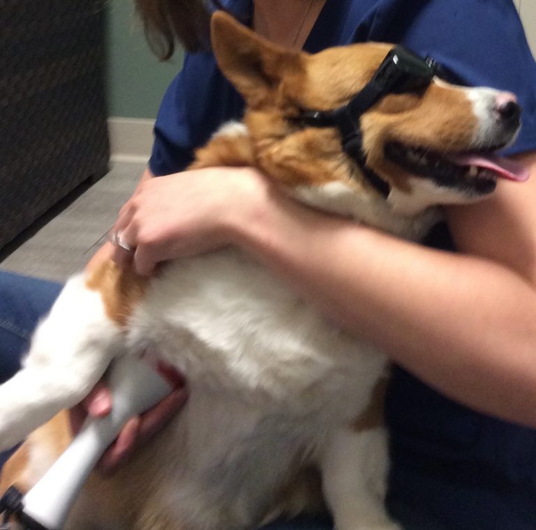 Knuckling in Dogs Causes, Symptoms and Treatment Total Pooch