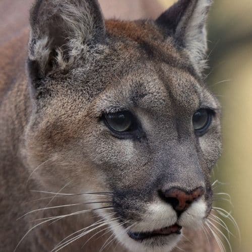 Cougar Encounters and Safety Total Prepare Inc. Canada
