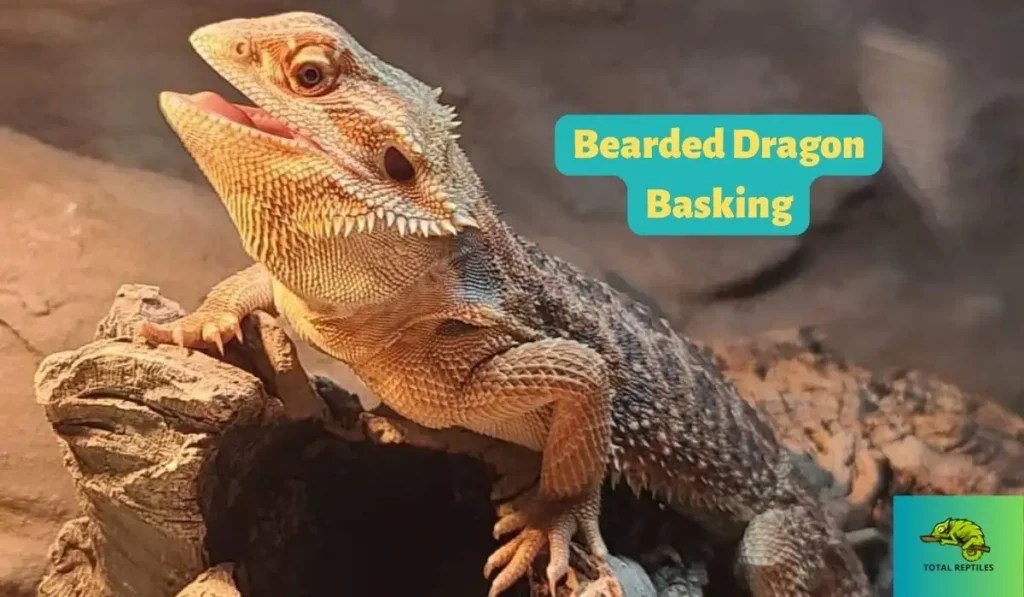 Bearded Dragon Basking A Complete Guide