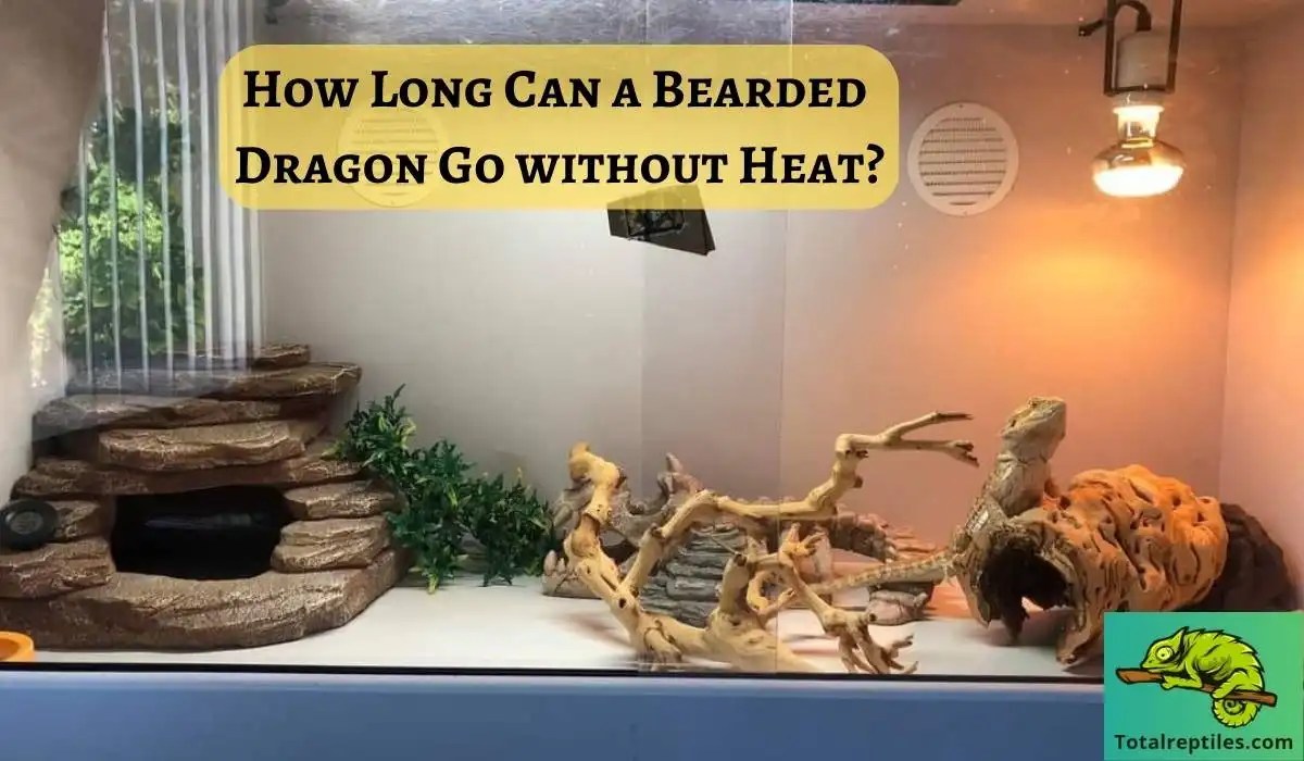 How Long Can A Bearded Dragon Go Without Heat?