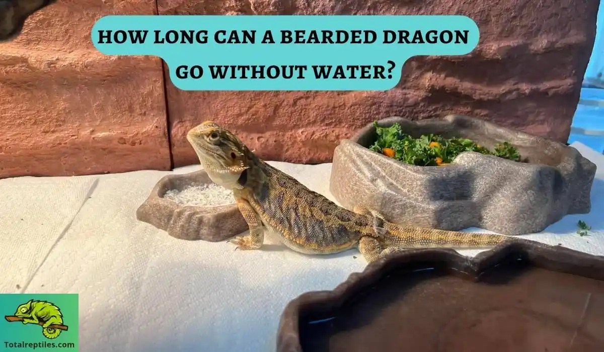 How Long Can A Bearded Dragon Go Without Water?