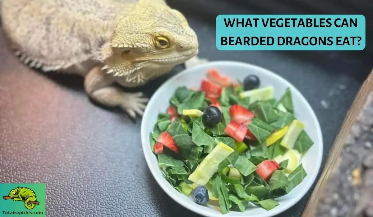 What Vegetables Can Bearded Dragons Eat Know The Lists