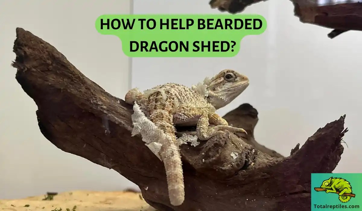 How To Help Bearded Dragon Shed?