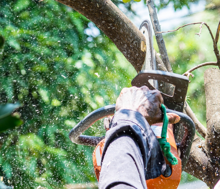 Palm Harbor FL Tree Trimming Tote Enterprises Tree Removal Service