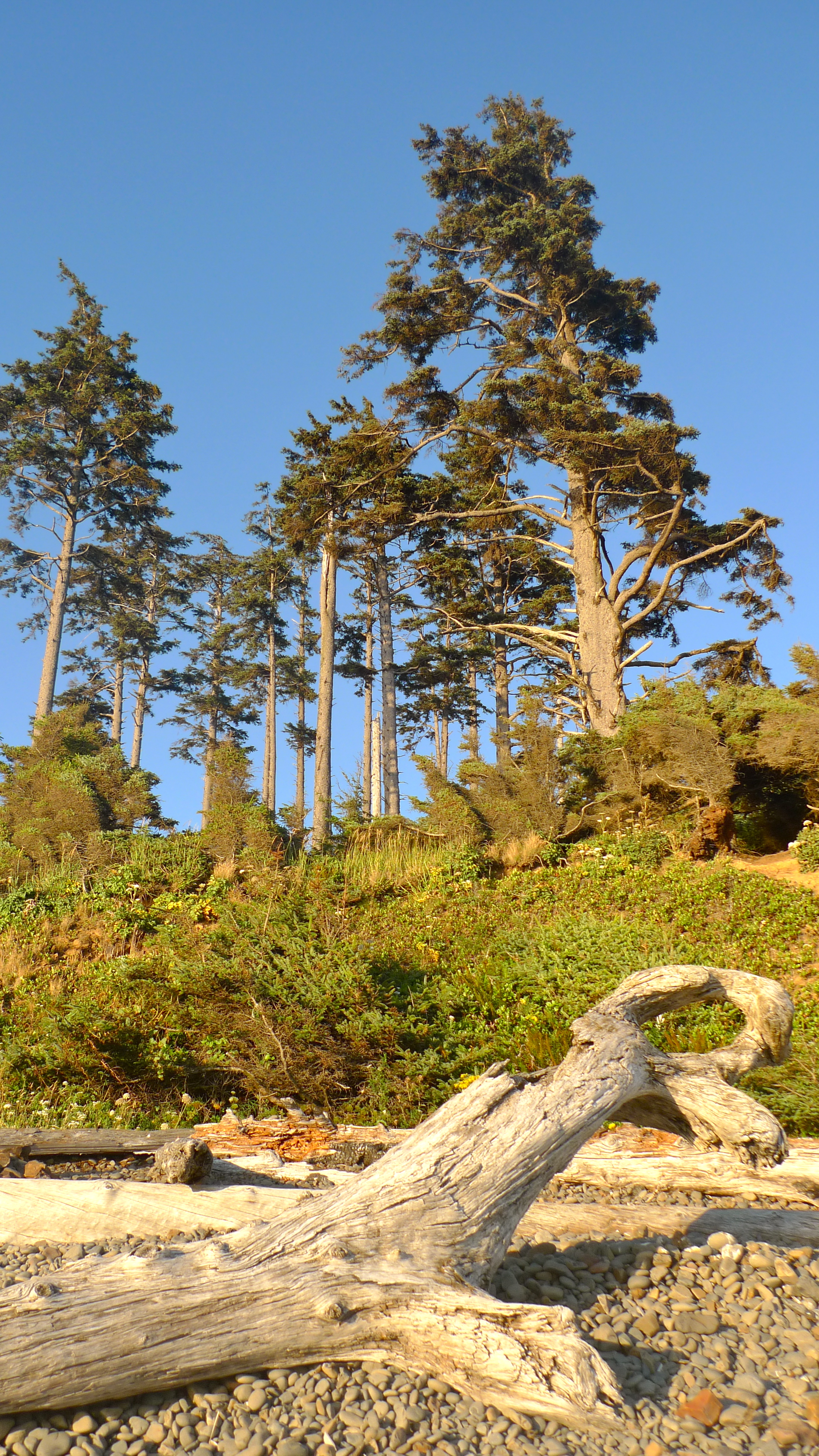 oregon coast forest To the Forest!