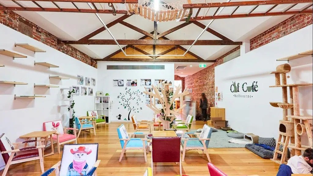 Cat Cafes in Melbourne A purrfect day out with furry friends TOT