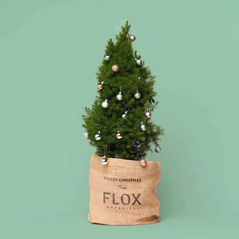 Where to Buy Christmas Trees in Melbourne • TOT HOT OR NOT