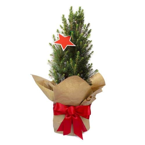 Where to Buy Christmas Trees in Melbourne • TOT HOT OR NOT