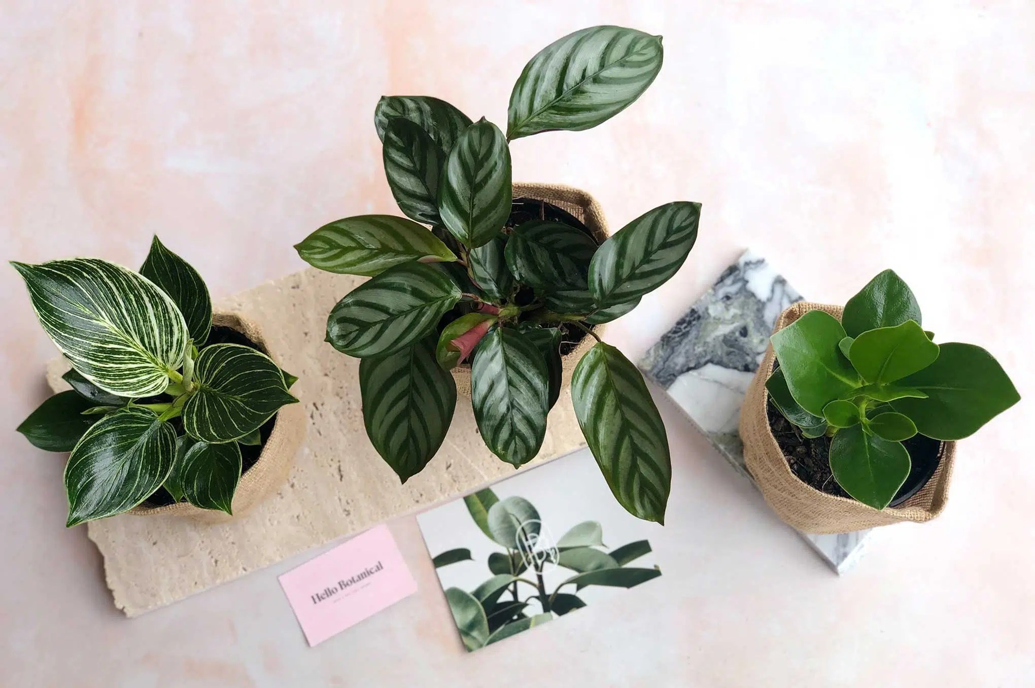 12 Greatest Indoor Plant Retailers Melbourne Information treasure