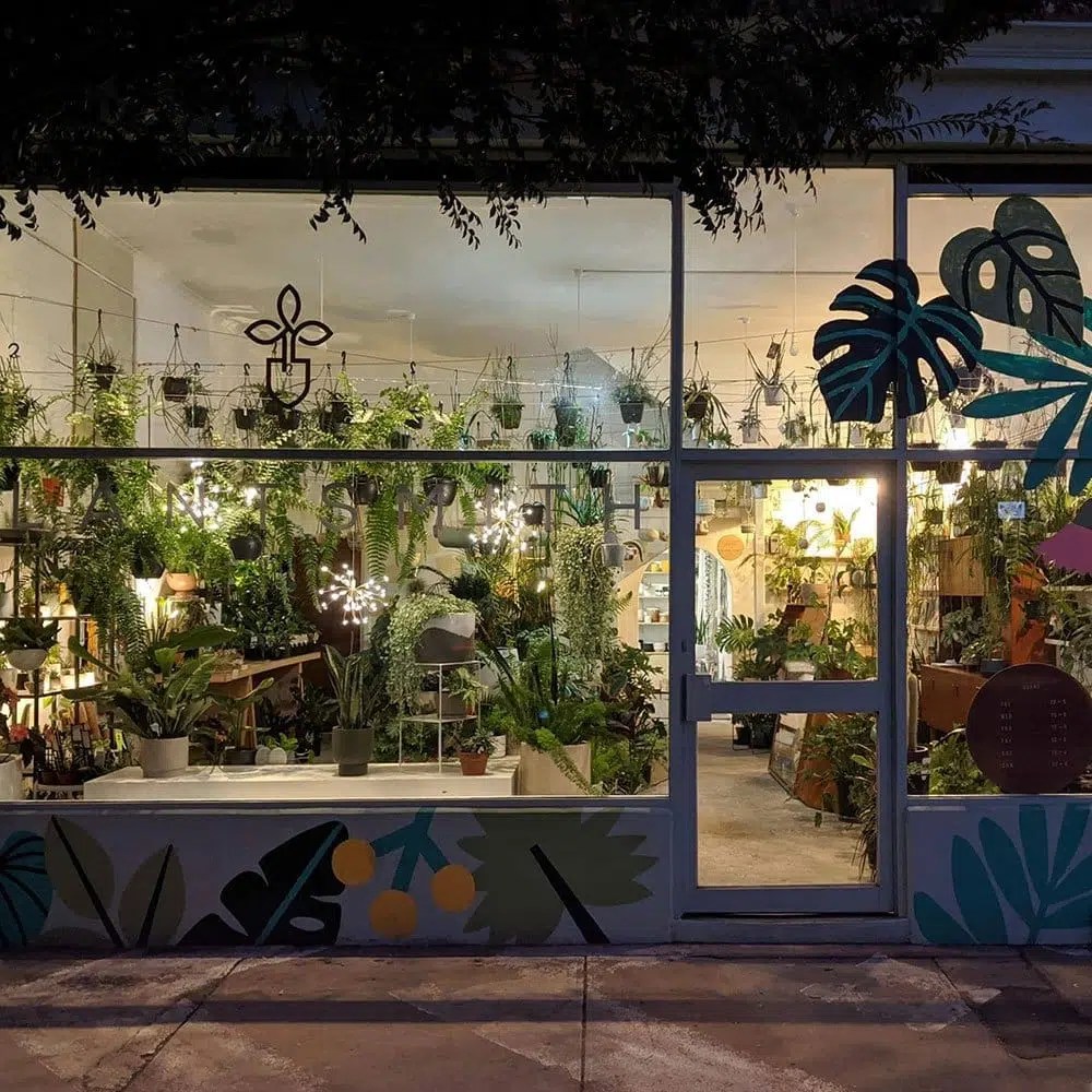 12 Greatest Indoor Plant Retailers Melbourne Information treasure