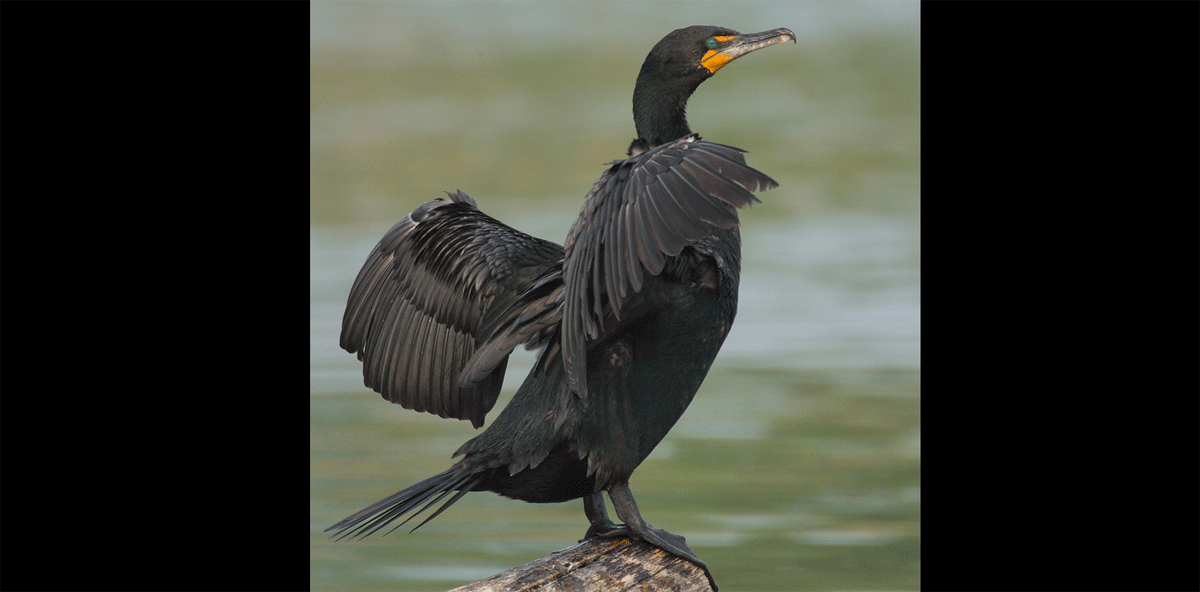 Toronto bylaws prohibit cormorant hunting in Toronto Toronto Times