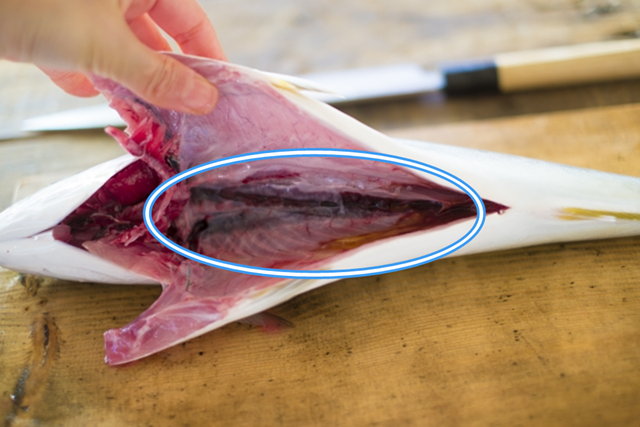 【魚の血合いとは】筋肉を指す場合と腎臓を指す場合があるので要注意！