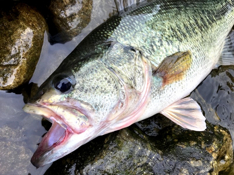 琵琶湖のビワコオオナマズ釣り 2018 ⑤ トトコレ