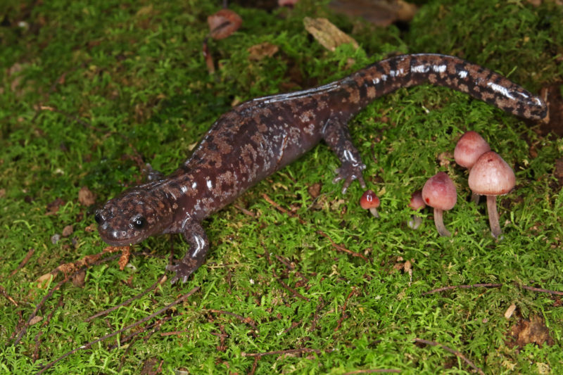 マホロバサンショウウオ