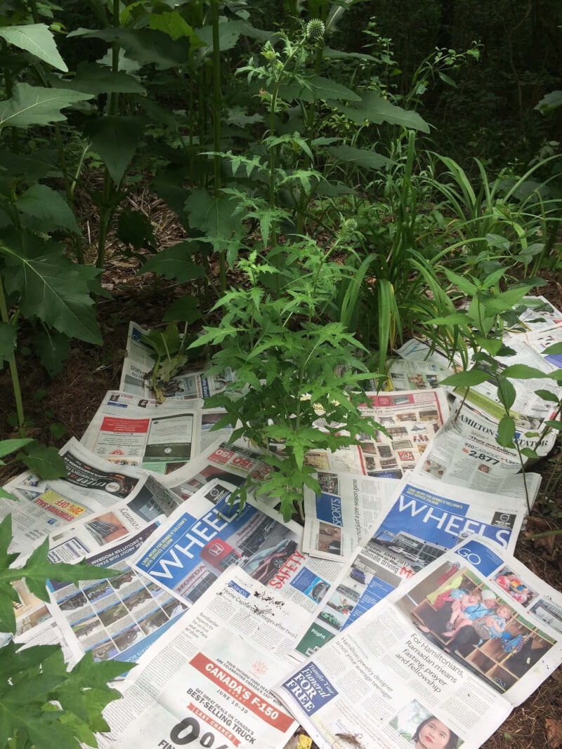How to Get Rid of Weeds in your Garden without Chemicals TOTS Family