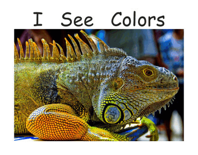 I See Colors