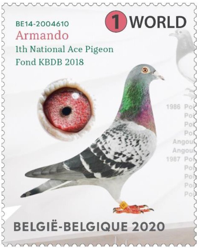 Armando The Racing Pigeon Purchased From Belgium Breeder For Record
