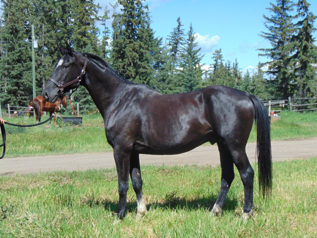 Touchstone Farm Alberta World Class Warmblood Performance Horses