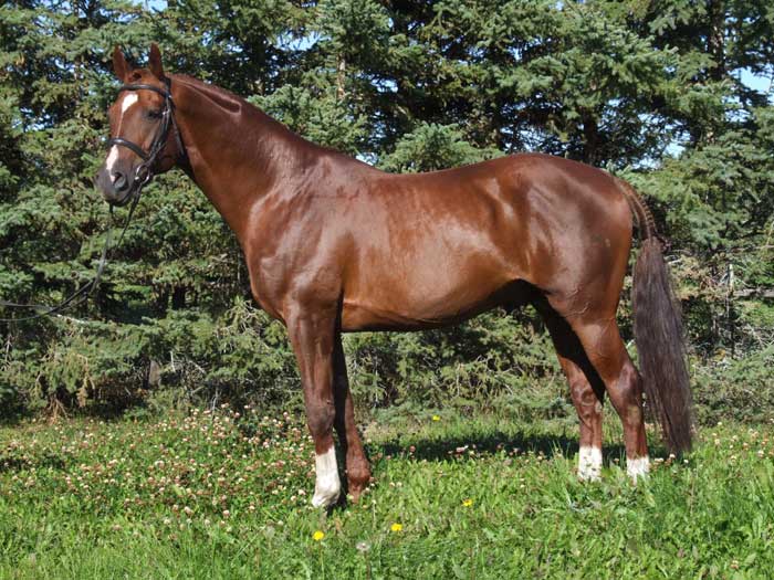 Touchstone Farm Alberta Warmblood Stallion Beau Soleil