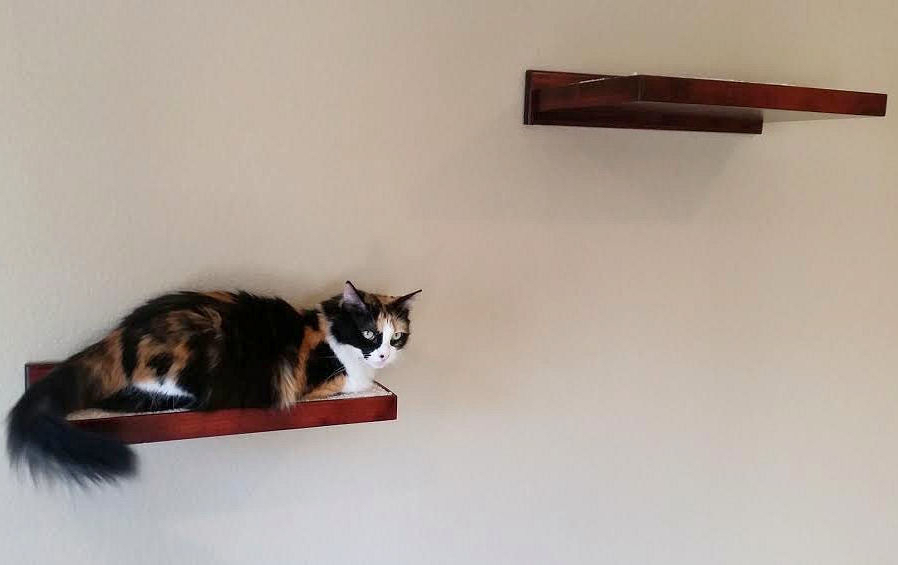 Cat Climbing Shelves and Perches for Walls