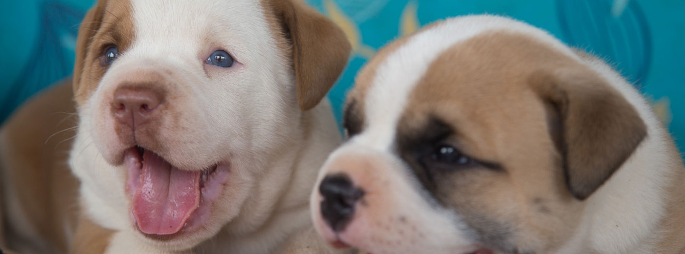 American Bulldogs of Costa Rica