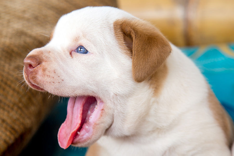 American Bulldogs of Costa Rica