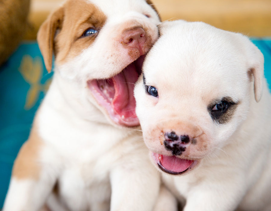 American Bulldogs of Costa Rica