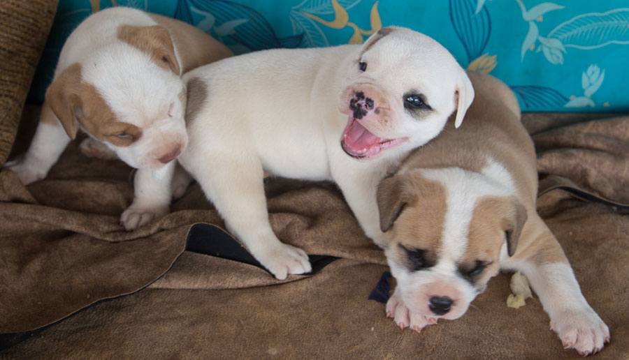 American Bulldogs of Costa Rica