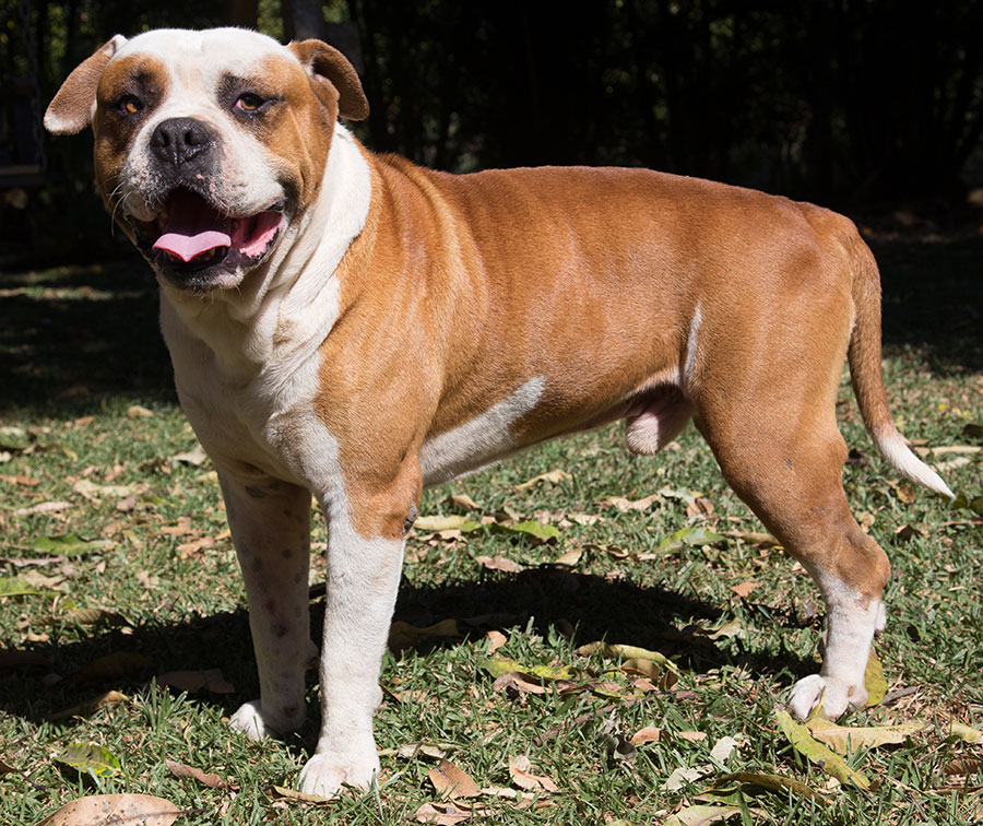 American Bulldogs of Costa Rica