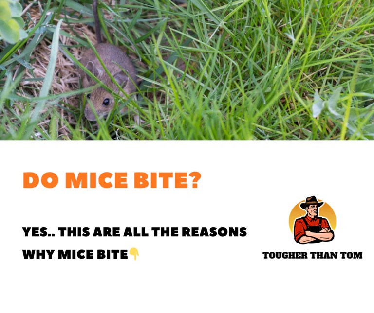 Do Mice Bite? Tougher Than Tom