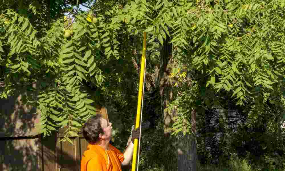 How to Cut Tree Limbs Over a House?
