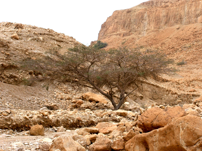 Israel Picture of the Day Acacia Tree Israel Tour Guide