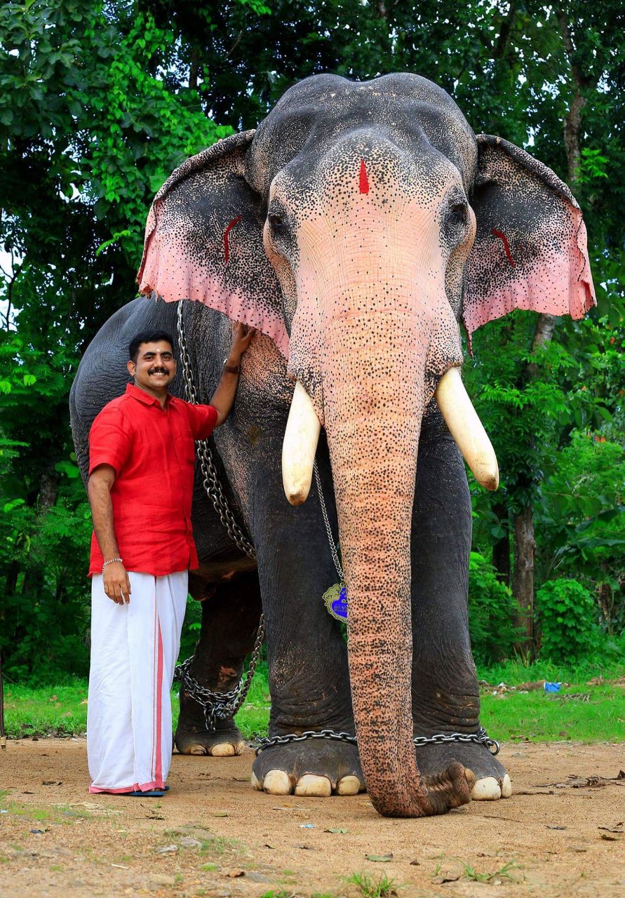 Kerala's 'love affair' with Elephants Tourism News Live