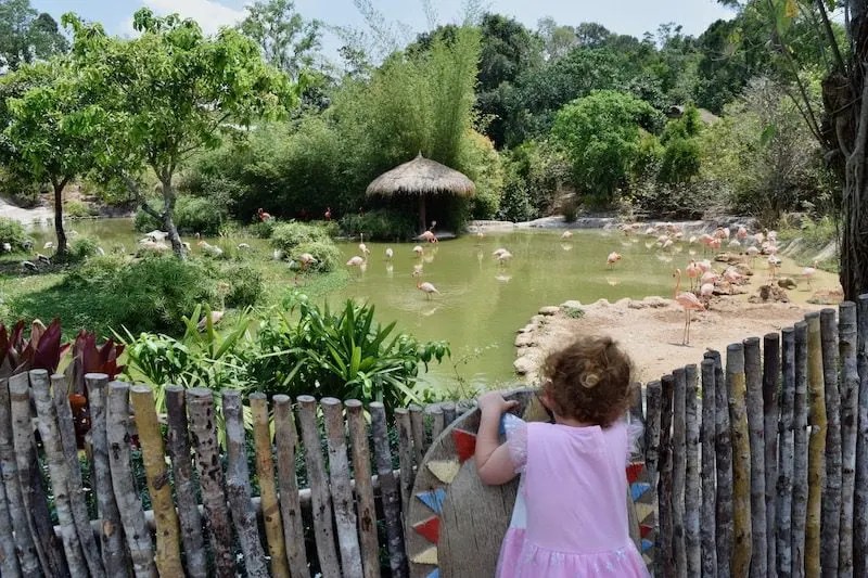 Are Zoos Ethical? The Pros And Cons Of Visiting The Zoo Tourism Teacher