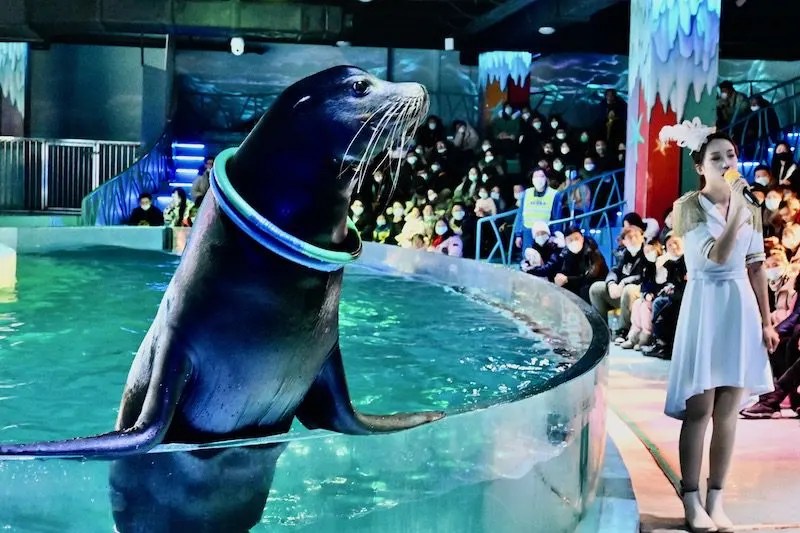 Are Zoos Ethical? The Pros And Cons Of Visiting The Zoo Tourism Teacher