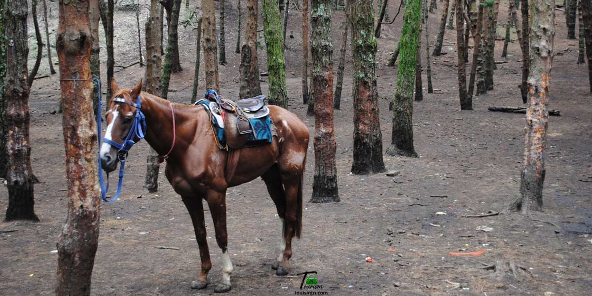 The 5 Secrets That You Shouldn't Know About Pine Forest Kodaikanal