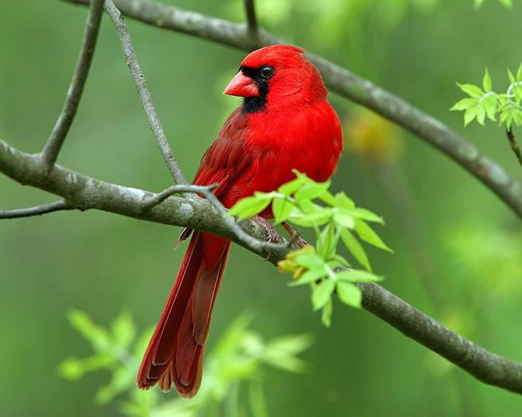 The Birds of Bangladesh Tours and Trips Bangladesh