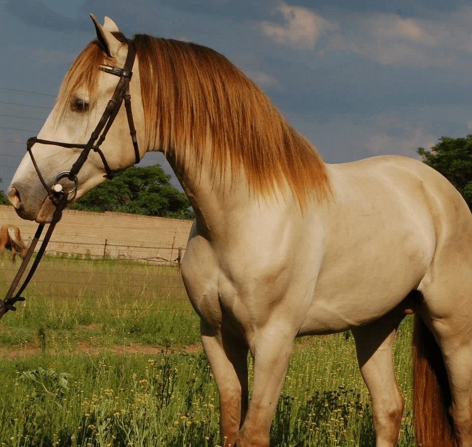 21 chevaux les plus beaux et les plus rares au monde Tous toqués