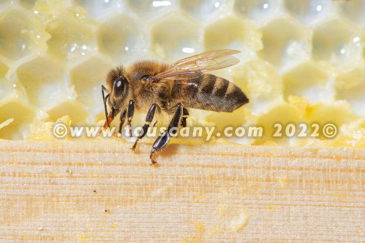 Buckfast Honey Bees Touscany Creative Media