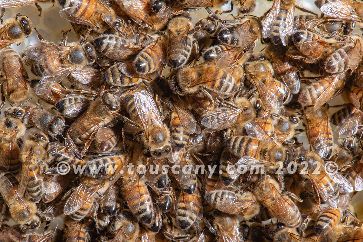 Buckfast Honey Bees Touscany Creative Media
