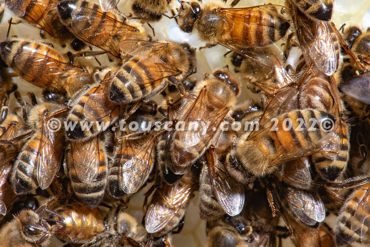 Buckfast Honey Bees Touscany Creative Media