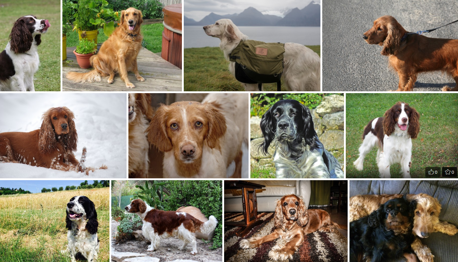 Chien de race Setter Anglais