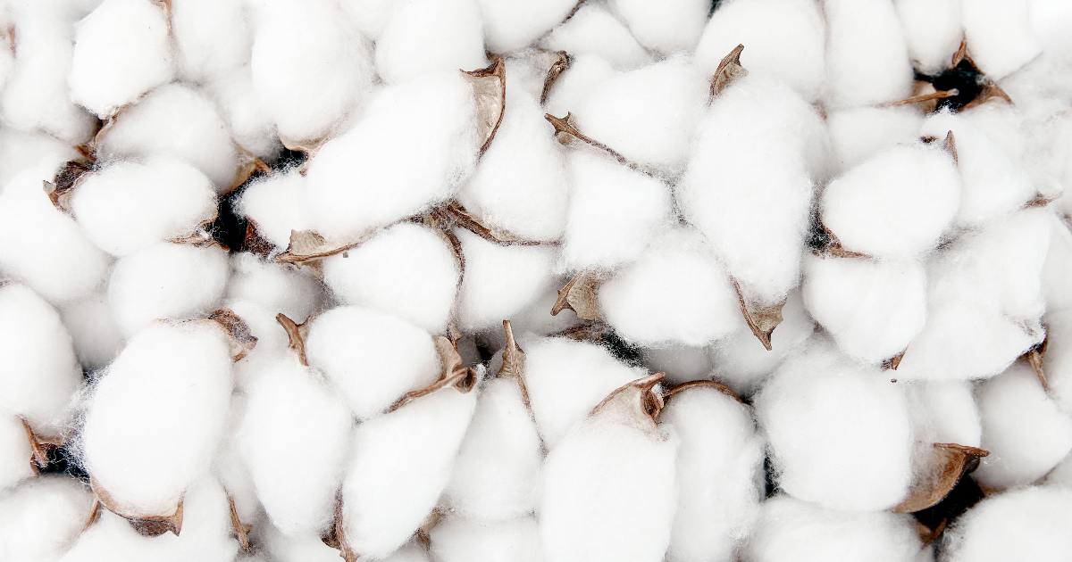 What Is Cotton Towels Edition