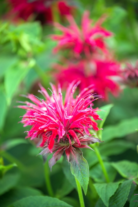11 BeeFriendly Flowers for Your Garden Town & Country Living