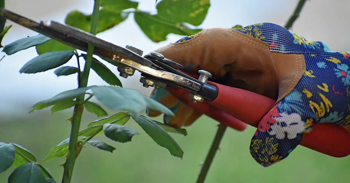 Old gardening methods in the UK making a revival