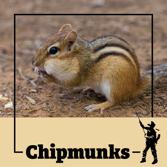 Wildlife And Pest Control Near Me Pest Control