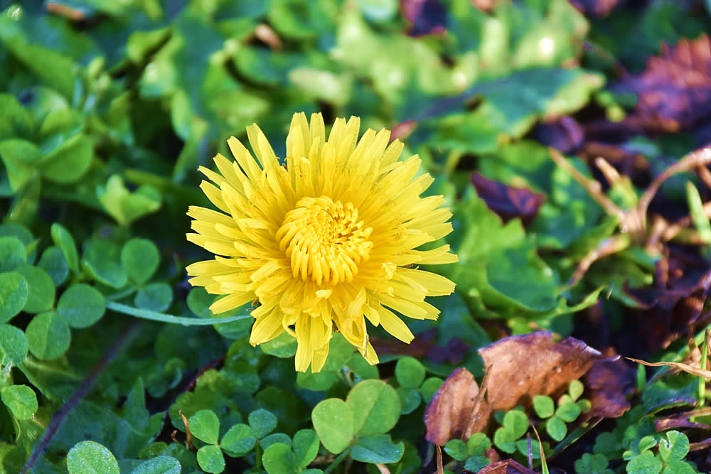 Oriental NC News, Weather, Photos